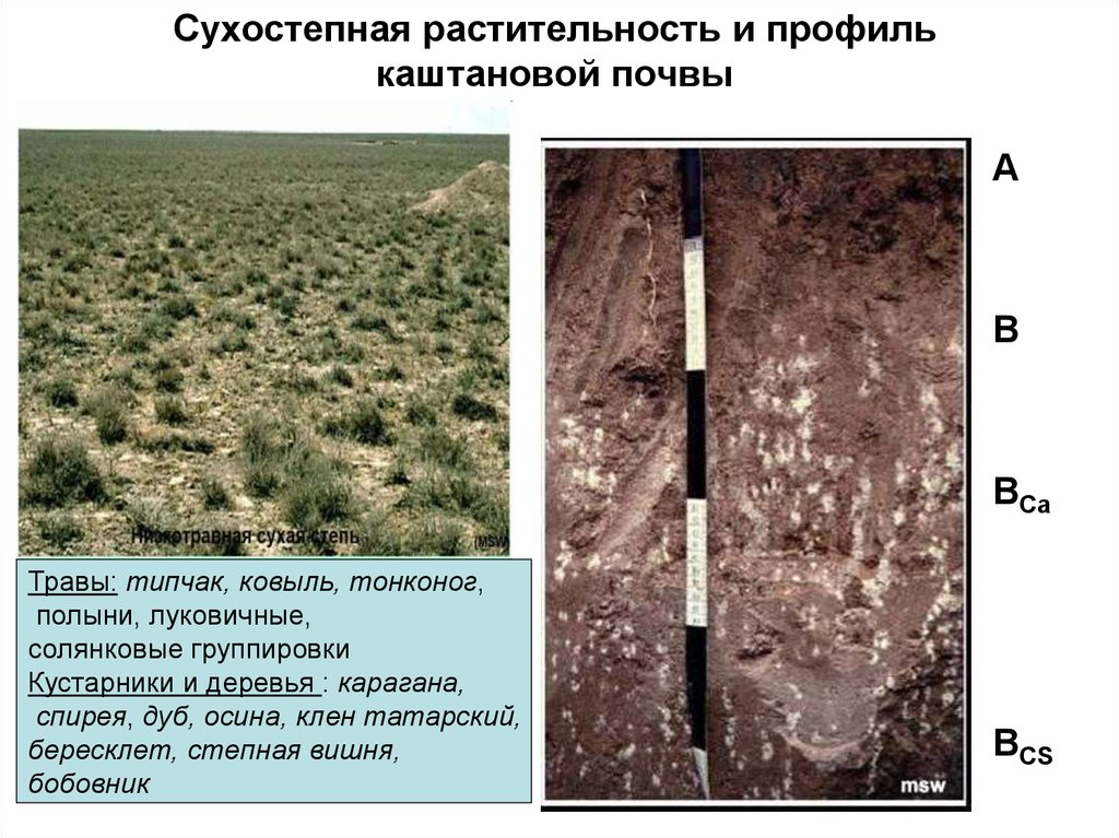 Растительность каштановых почв