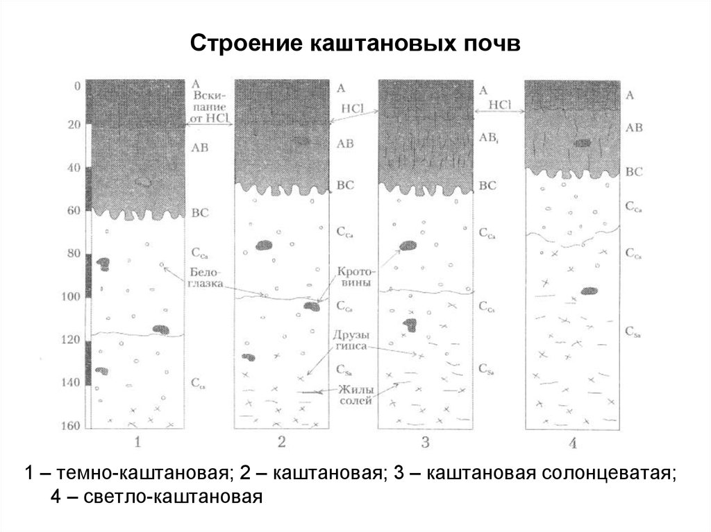 Каштановые почвы рисунок