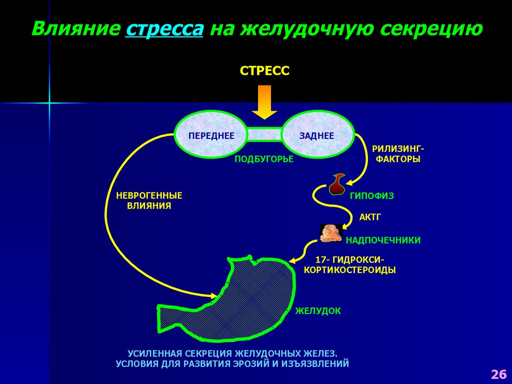 Ульцерогенез. Презентация на тему: «патология пищеварительной системы».. Рилизинг факторы секреция. Усиливают секрецию желез желудка. Влияние стресса на пищеварит систему.