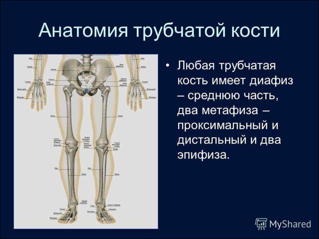 Трубчатые кости лучевая