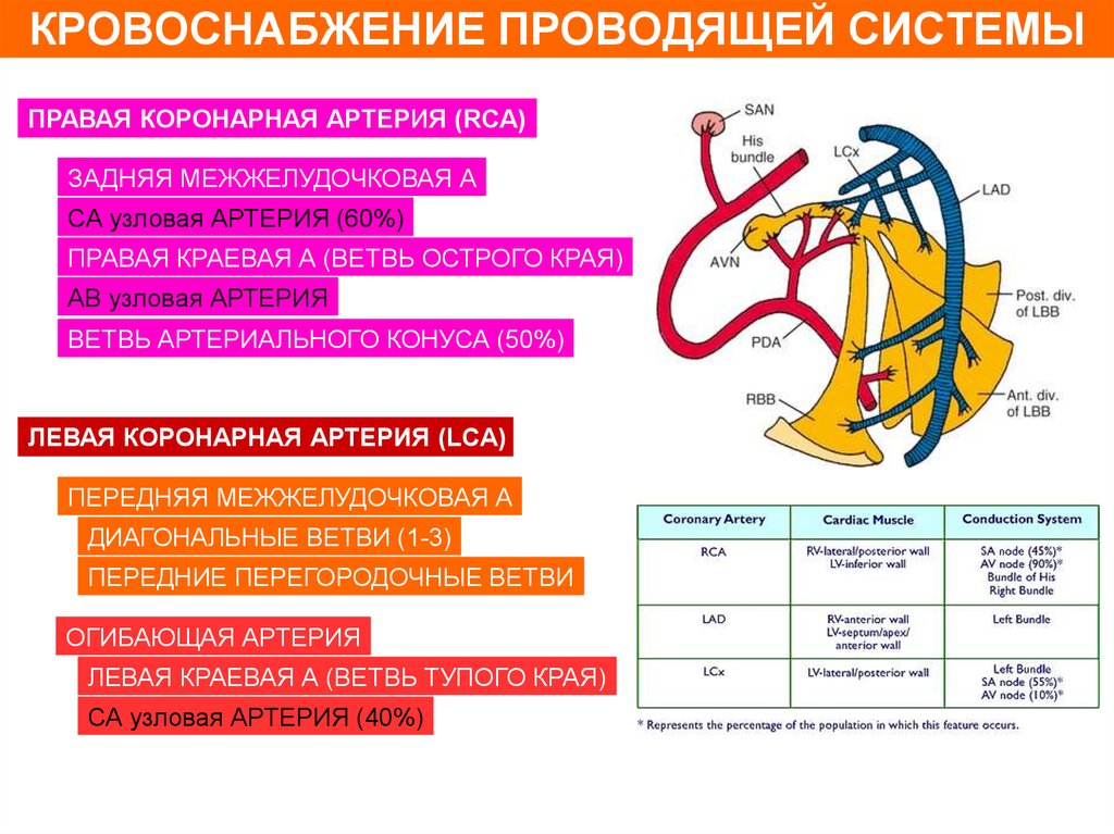 Схема коронарных артерий сердца по сегментам