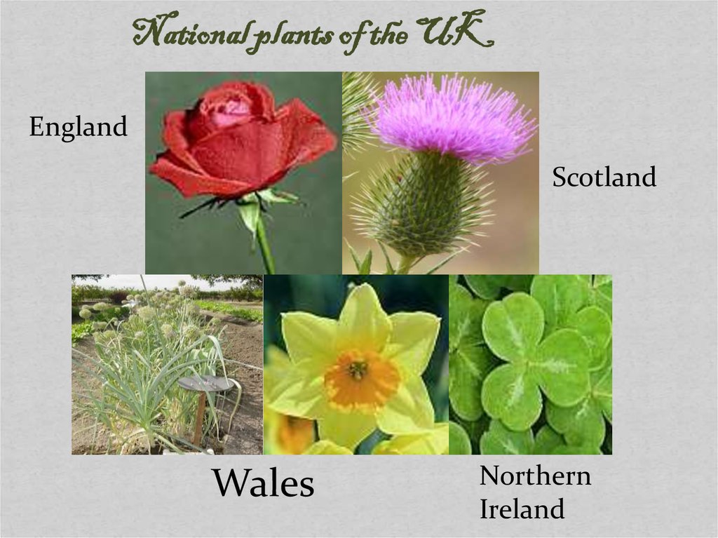 National Symbols Of The UK plants 