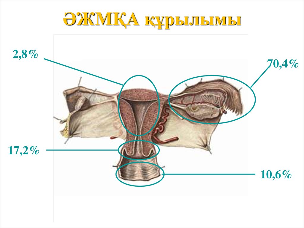 Әйел жыныс мүшелерінің қабыну аурулары презентация