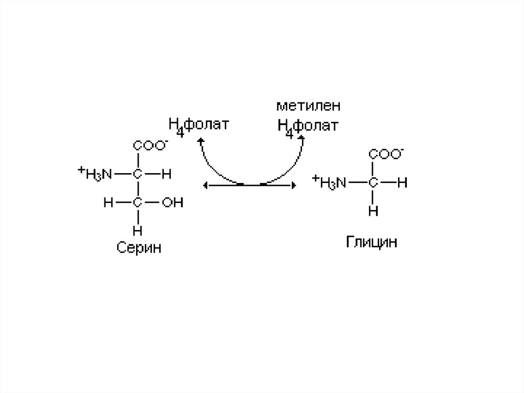 Особенности обмена глицина