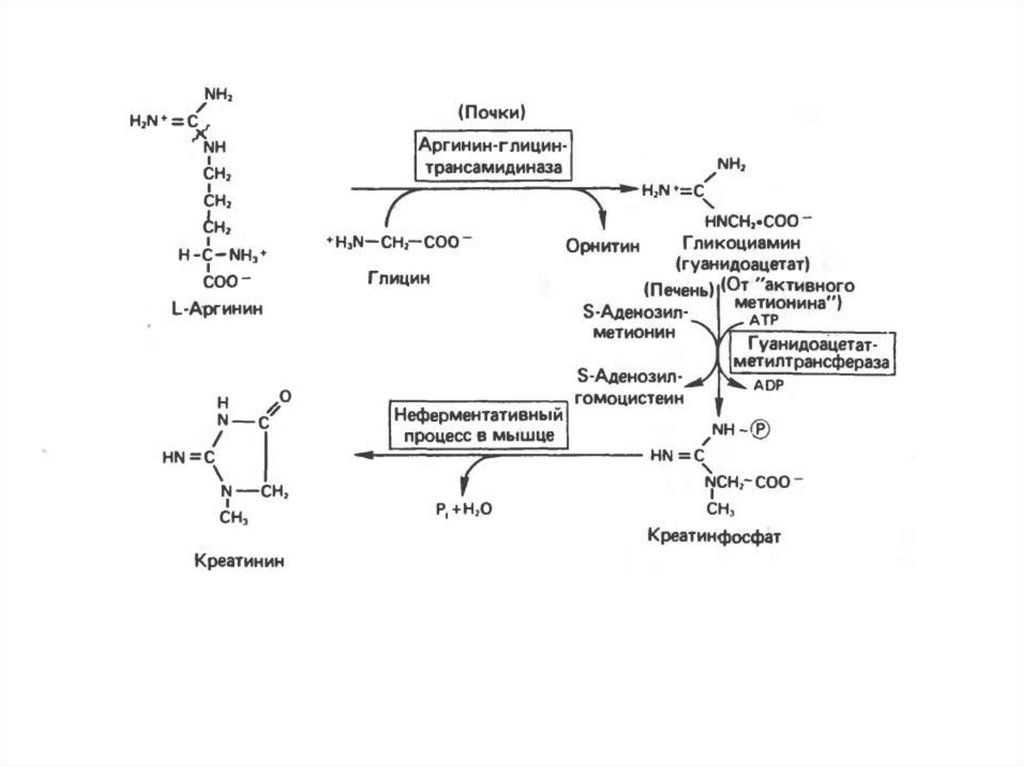 Синтез креатинина. Синтез глицина из аргинина. Биосинтез аргинина. Аргинин орнитин реакция. Орнитин аргинин биохимия.