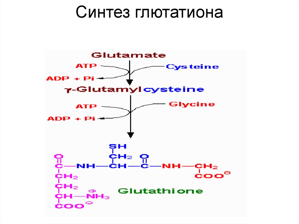 Синтез гема. Метаболизм адеметионина. Адеметионин Синтез. Синтез глутатиона из цистеина. 27 синтезы