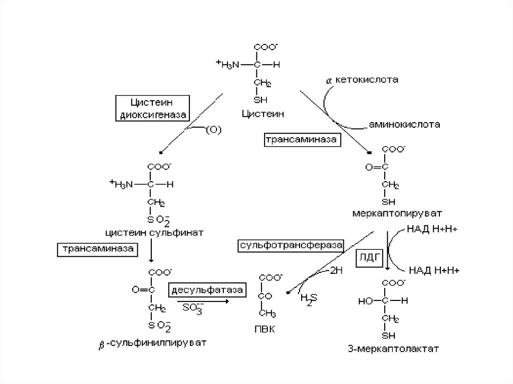 Продукты обмена аминокислот. Схема превращений цистеина и глицина. Схема превращения цистеина. Синтез цистеина из метионина схема. Схема превращения глицина.