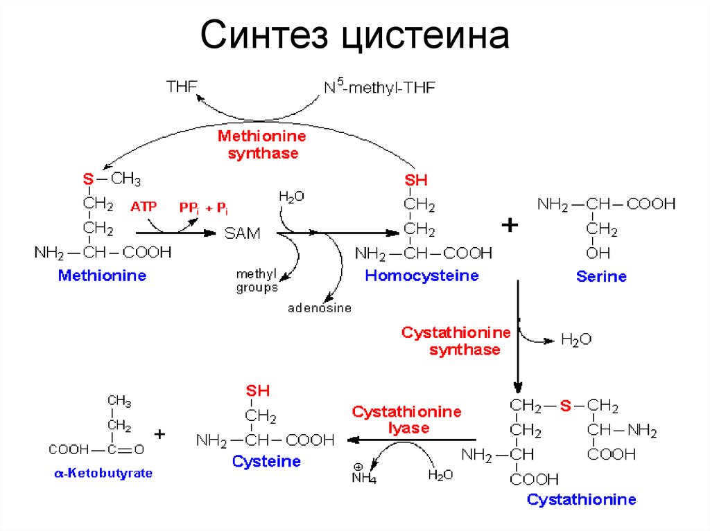 Синтез интернет. Реакция образования цистеина из метионина. Реакции синтеза цистеина из Серина. Метаболизм цистина из метионина. Синтез метионина из Серина.