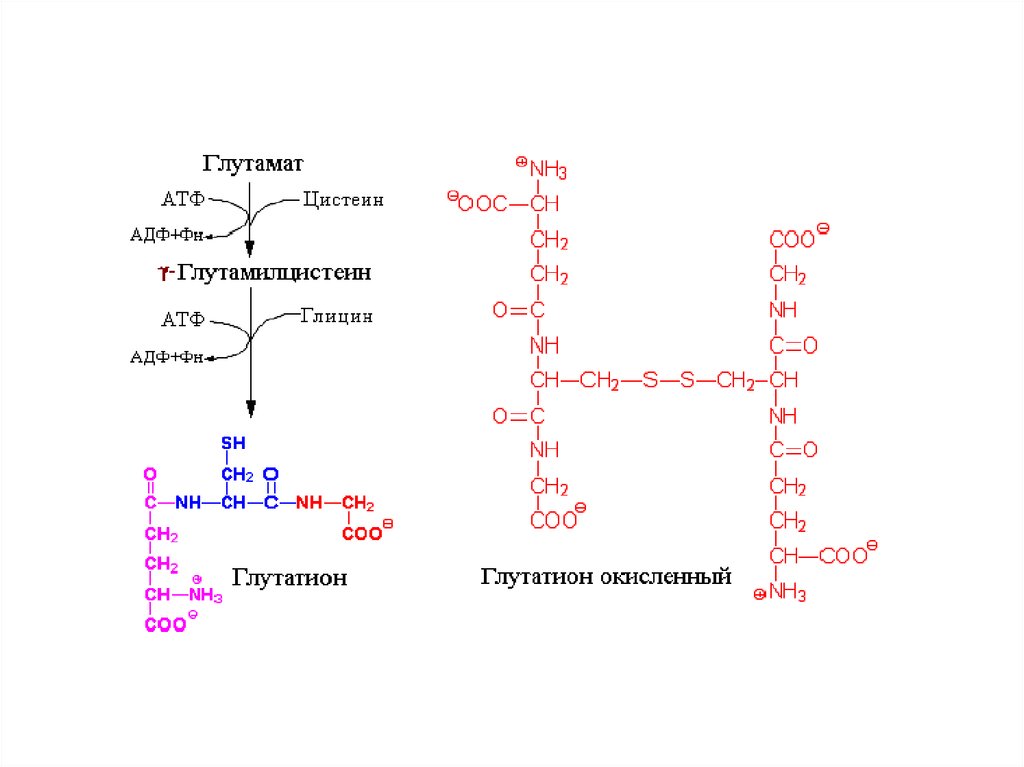 Особенности обмена глицина. Глицин в глутамат. Глутамат Синтез глутатиона. Глицин+АТФ. Глутамат биохимия.