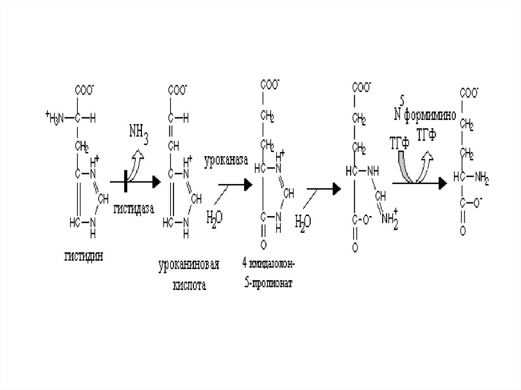 Схема обмена гистидина в разных тканях