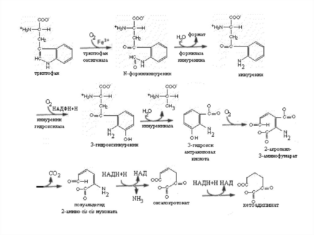Путь реакция. Кинеуриновый путь триптофана. Кинурениновый путь обмена триптофана. Схема метаболизма триптофана. Кинурениновый путь обмена триптофана схема.