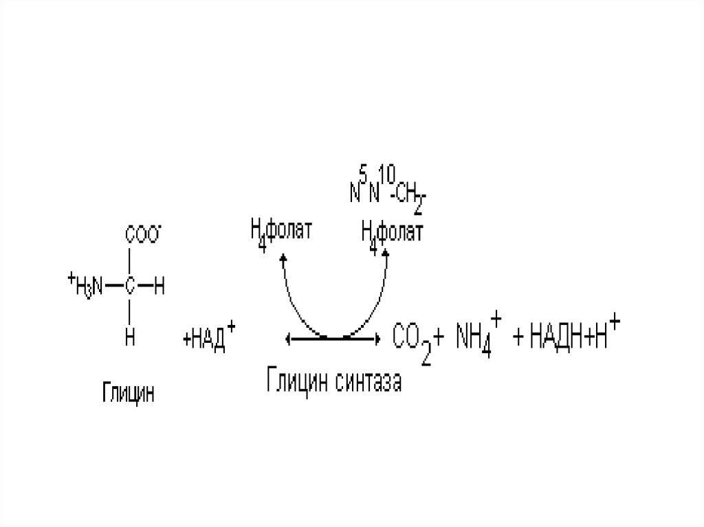 Особенности обмена глицина