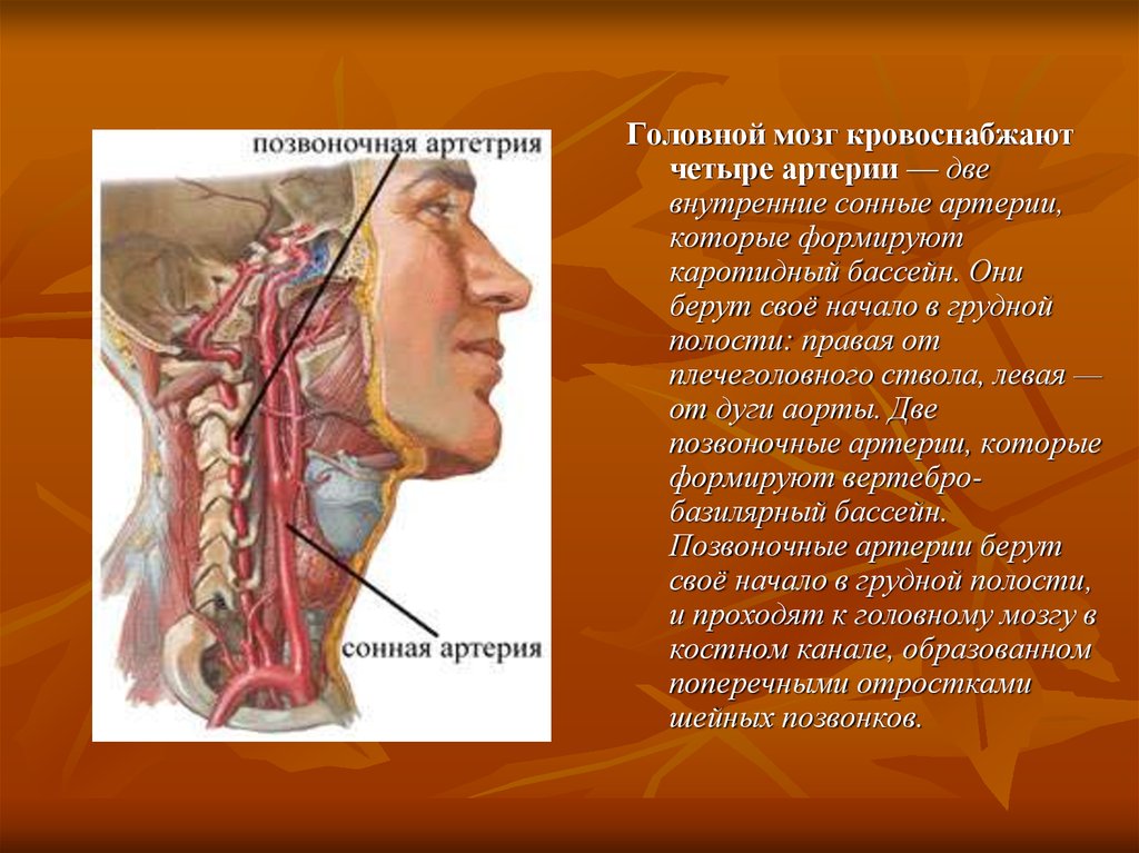 Какая артерия кровоснабжает мозг. Каротидный бассейн головного мозга анатомия. Наружная Сонная артерия кровоснабжает. Кровоснабжение мозга позвоночные артерии. Внутренняя Сонная артерия.