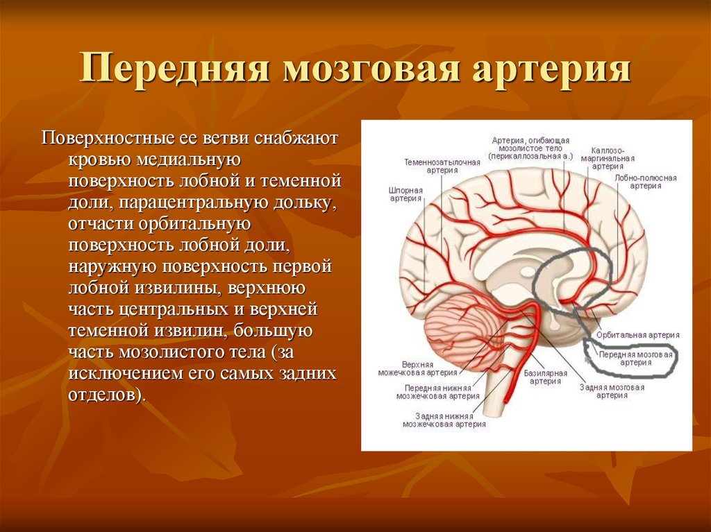 Мозговые артерии латынь. Задняя мозговая артерия кровоснабжает доли. Передняя мозговая артерия кровоснабжает. Кровоснабжение передней мозговой артерии. Корковые ветви средней мозговой артерии.