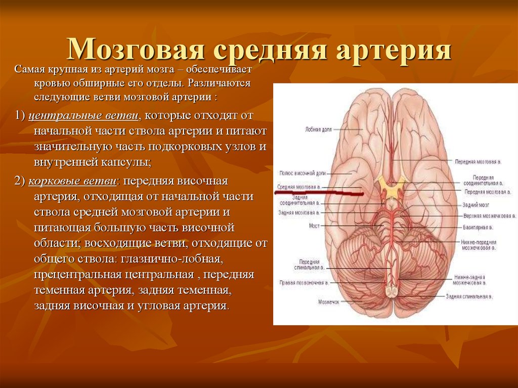 Какая артерия кровоснабжает мозг. Островковая часть средней мозговой артерии. Кровоснабжение средней мозговой артерии. Средняя мозговая артерия кровоснабжает доли. Левая средняя мозговая артерия кровоснабжает.