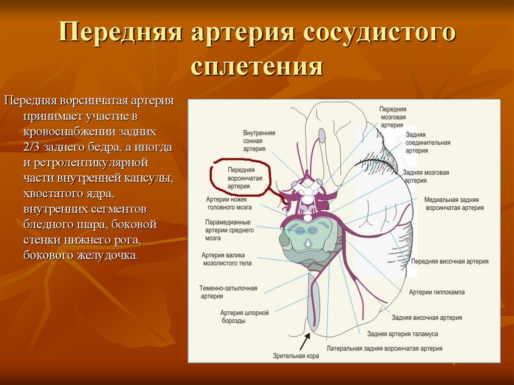 Артерии среднего мозга. Кровоснабжение внутренней капсулы головного мозга. Передняя ворсинчатая артерия головного мозга. Внутренняя капсула неврология кровоснабжение. Задняя мозговая артерия кровоснабжает.