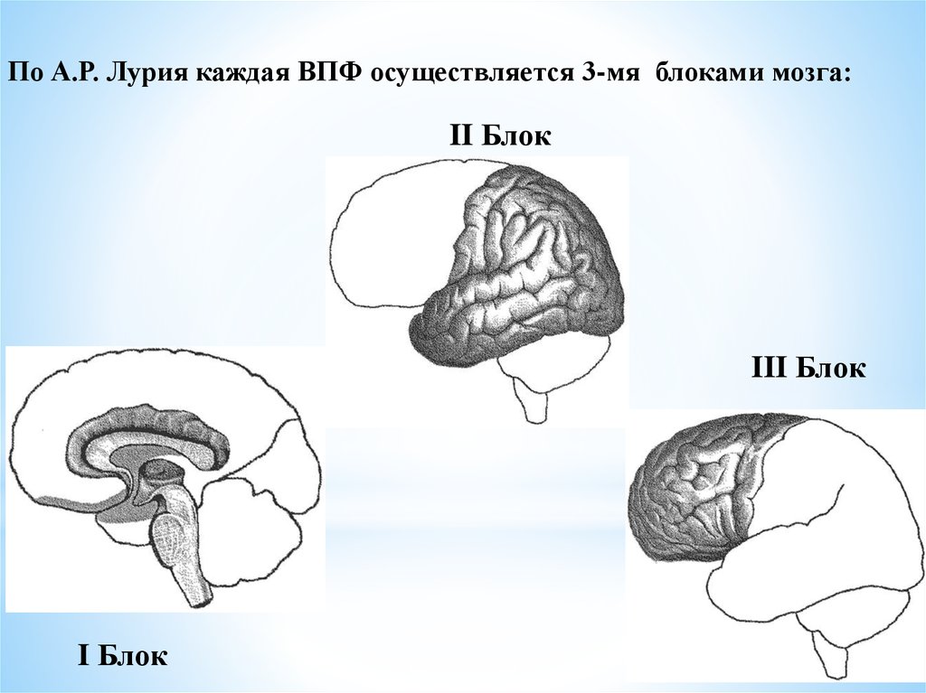 Второй блок. Функциональные блоки мозга по а.р Лурия. Блоки мозга по Лурия 1 блок. Три блока головного мозга Лурия. Третий функциональный блок Лурия.