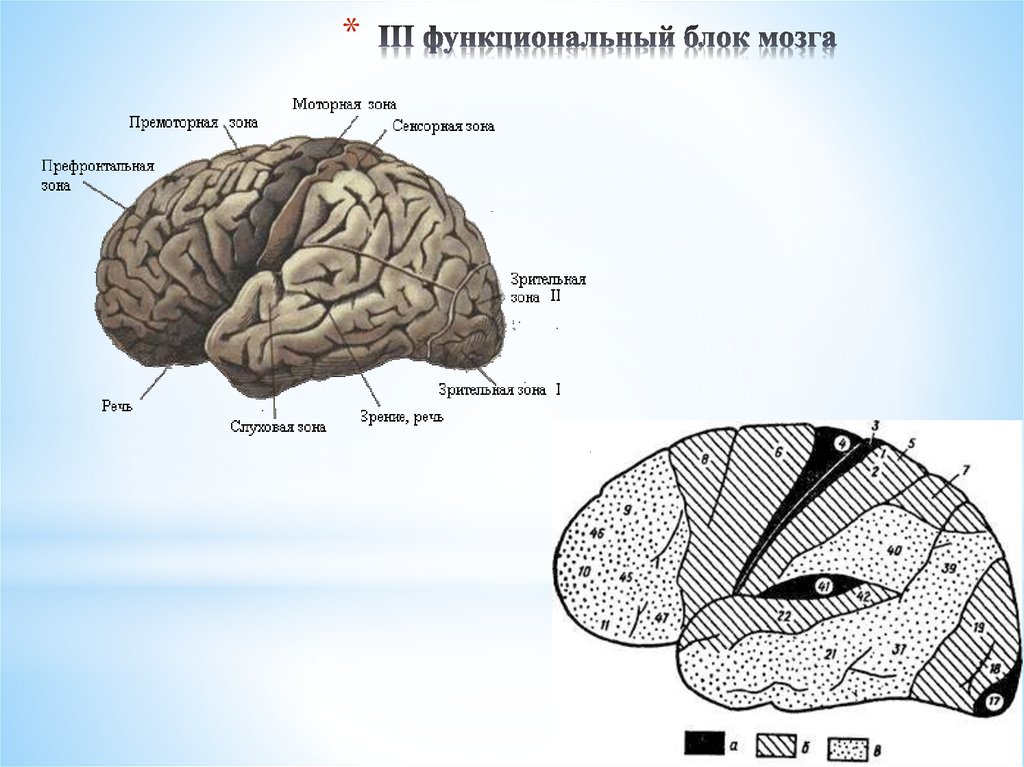 III функциональный блок мозга