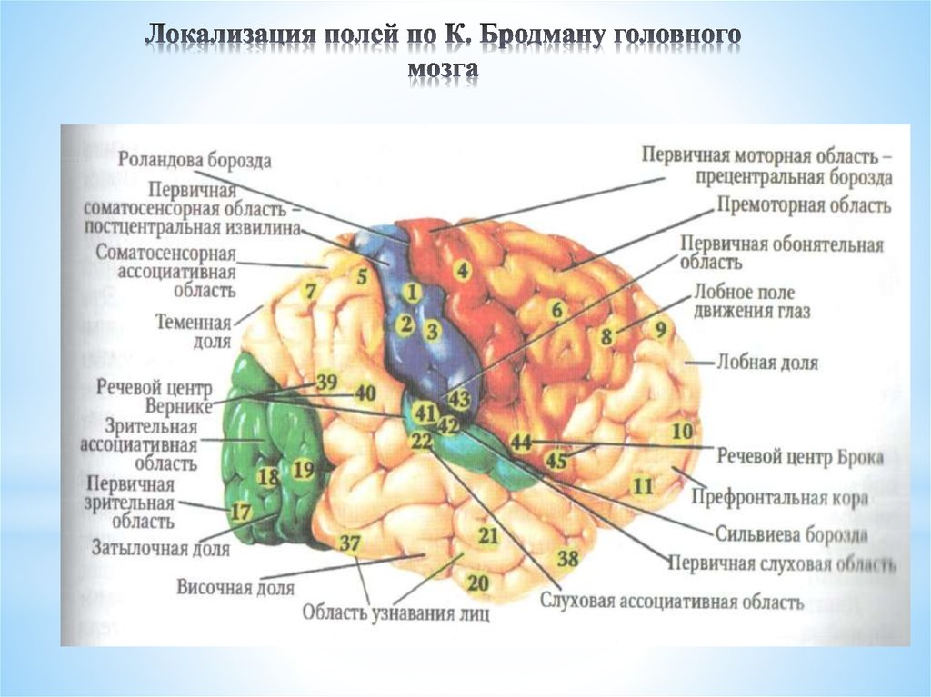 Карта бродмана с нумерацией