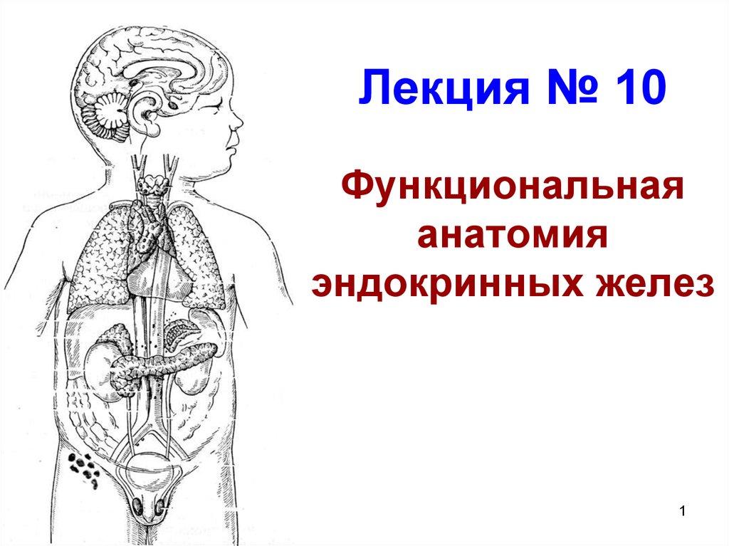 Железы рисунки. Анатомия желез внутренней секреции. Функциональная анатомия желез внутренней секреции. Функциональная анатомия эндокринных желез. Железы внутренней секреции лекция.