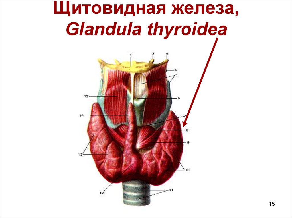 Щитовидная железа, Glandula thyroidea