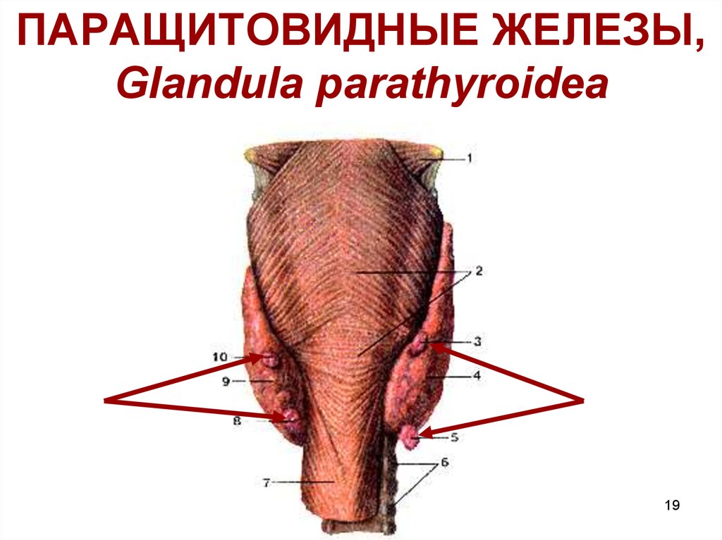 ПАРАЩИТОВИДНЫЕ ЖЕЛЕЗЫ, Glandula parathyroidea