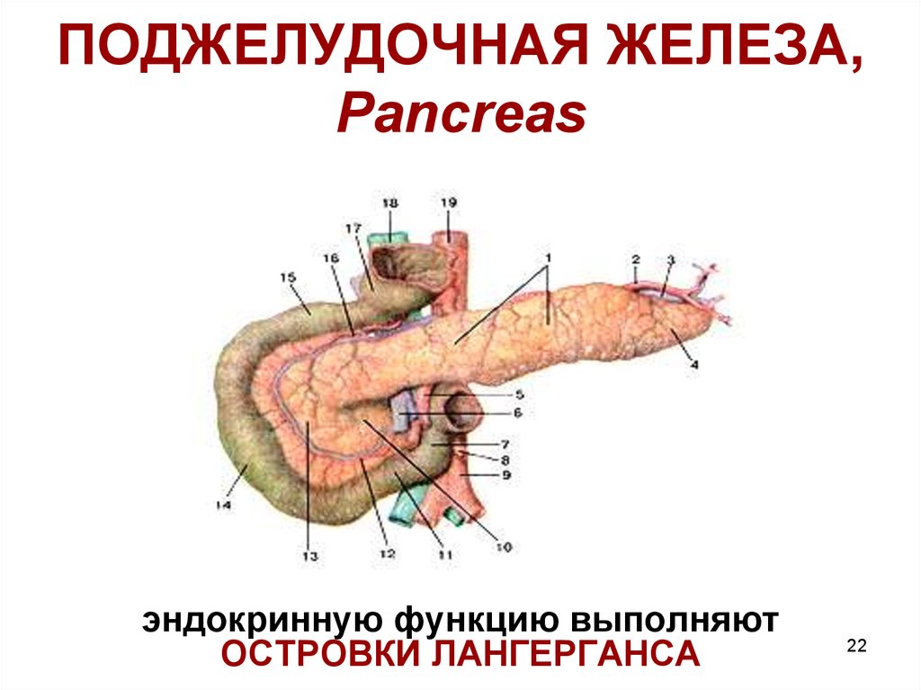 Поджелудочная железа размеры. Поджелудочная железа анатомия эндокринная функция. Панкреатические островки поджелудочной железы функции. Внутрисекреторная функция поджелудочной железы. Строение эндокринной части поджелудочной железы.