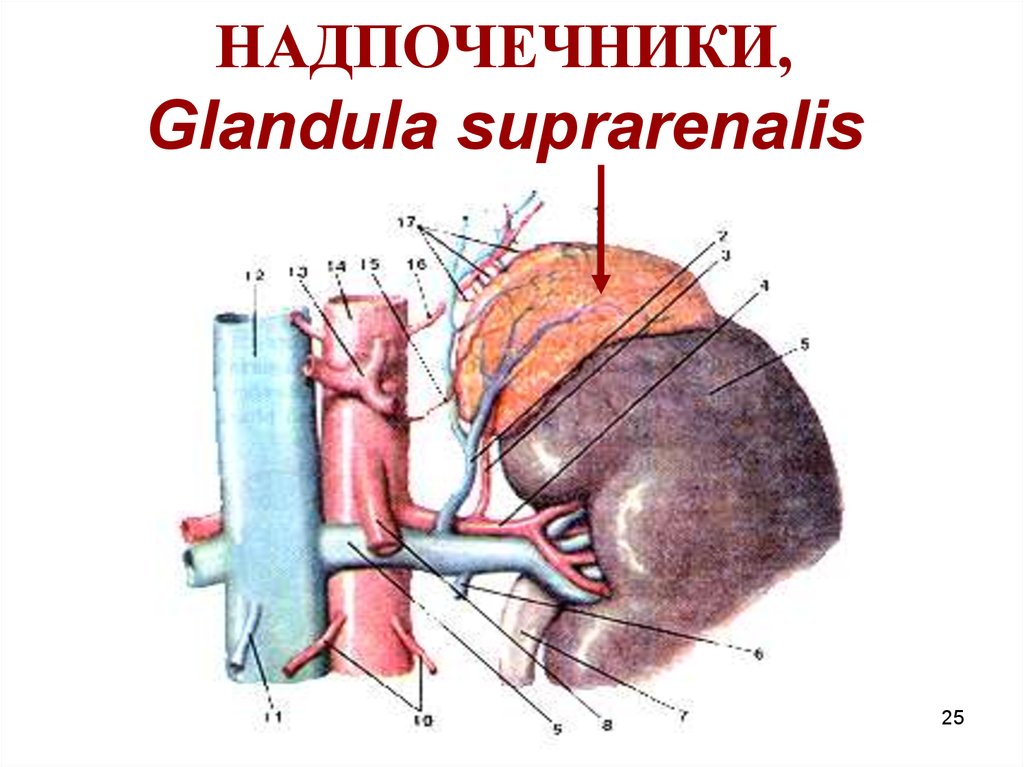 НАДПОЧЕЧНИКИ, Glandula suprarenalis