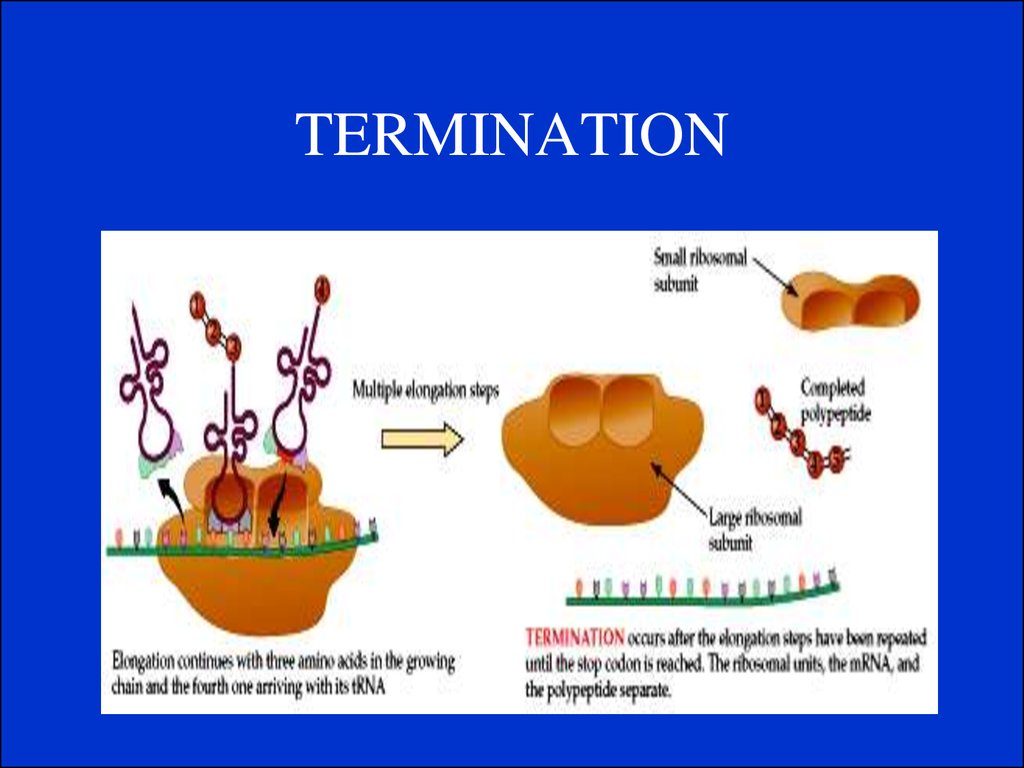 TERMINATION