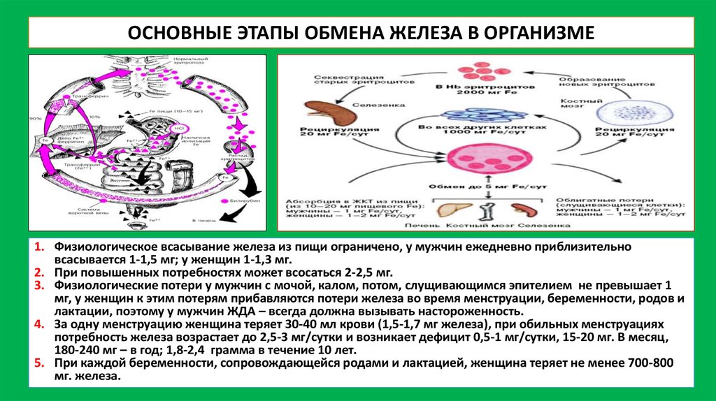 Схема усвоения и транспорта железа в организме биохимия