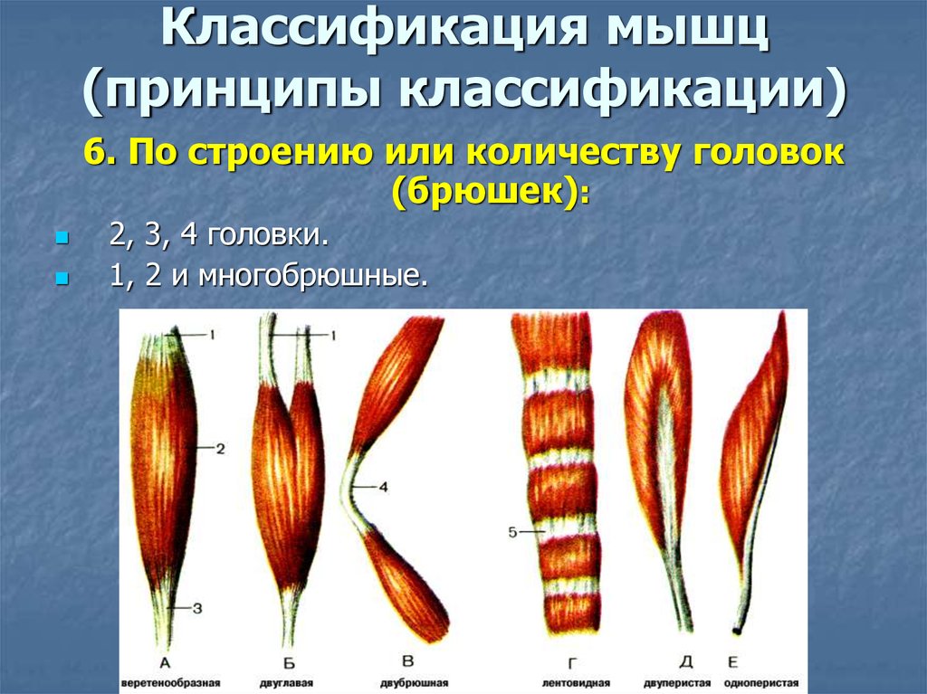 Классификация мышц