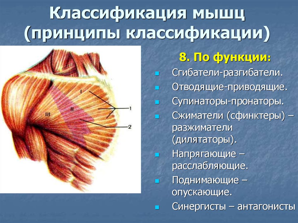 Классификация мышц