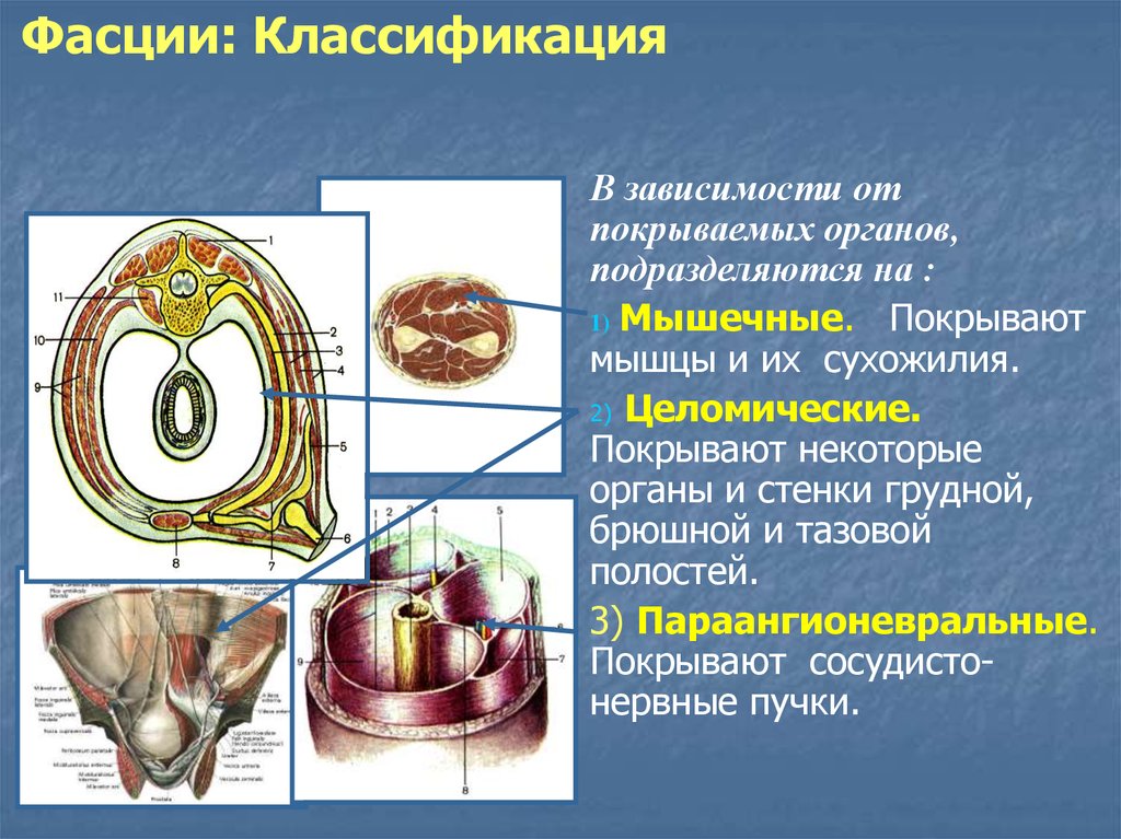 Первичные органы