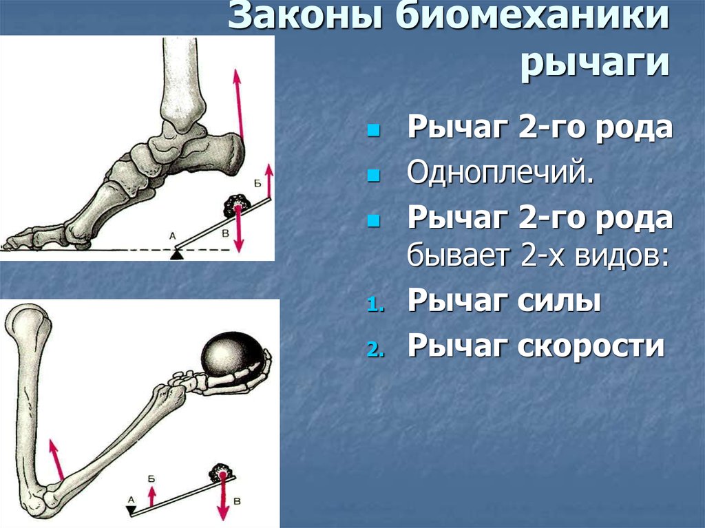 Законы биомеханики