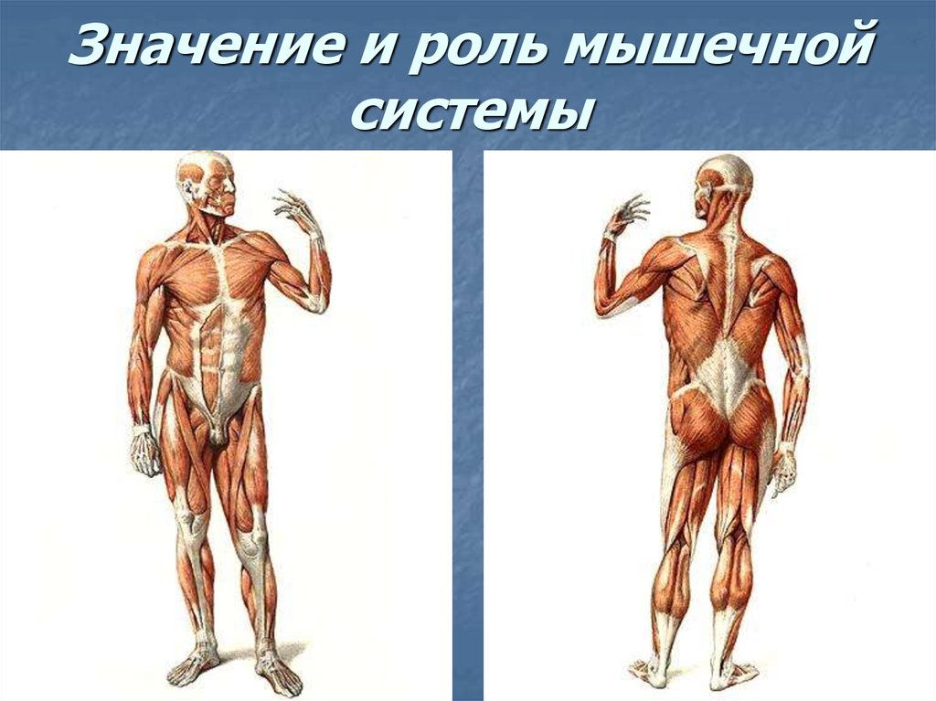 Картинки для презентации мышцы