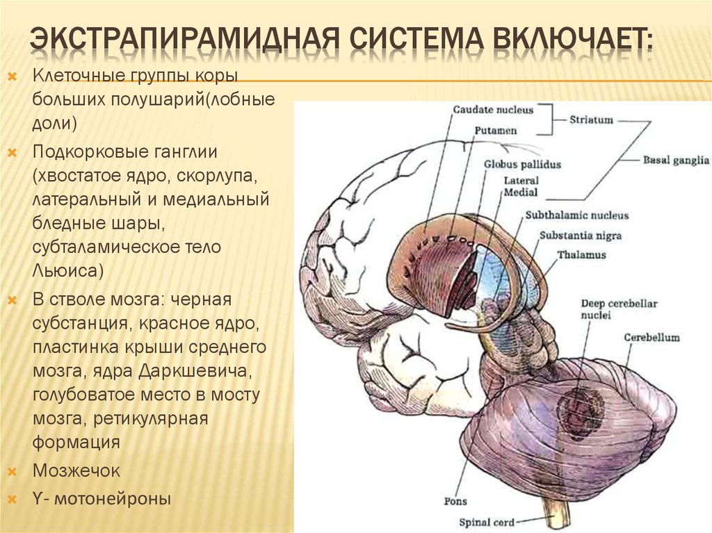 Экстрапирамидная система картинки