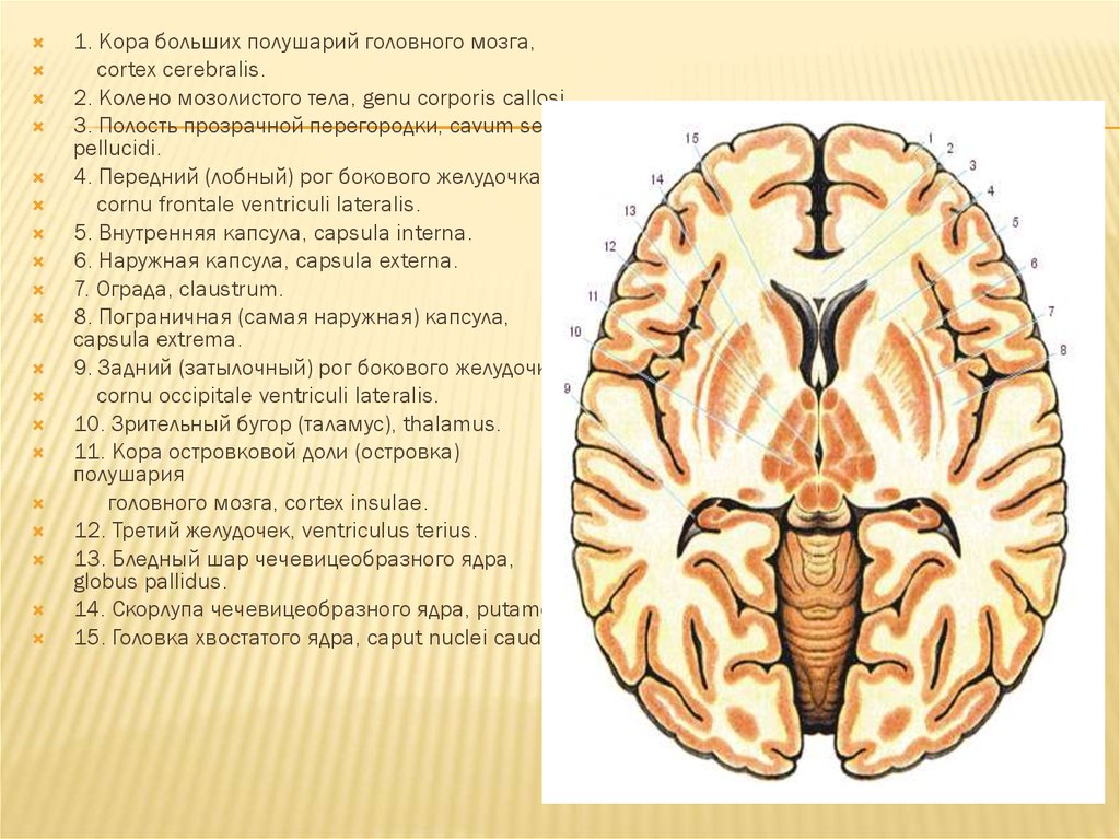 Рисунок базальные ядра