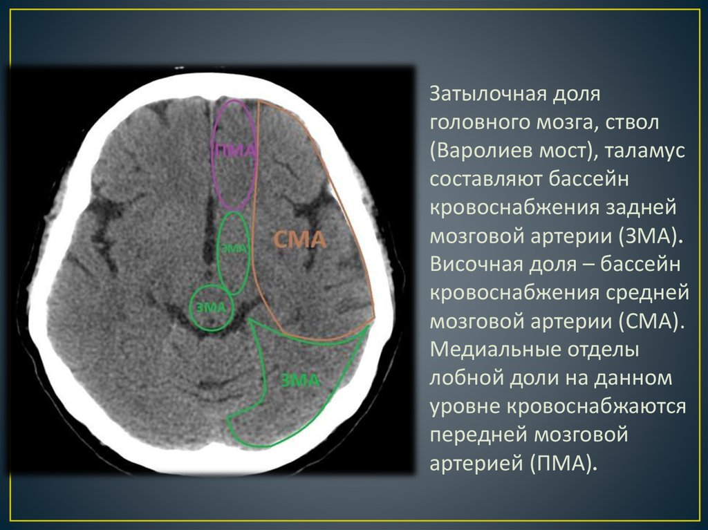 Сегмент а1 пма. Бассейн кровоснабжения средней мозговой артерии. Кровоснабжение затылочной доли головного мозга. Доли головного мозга на кт.