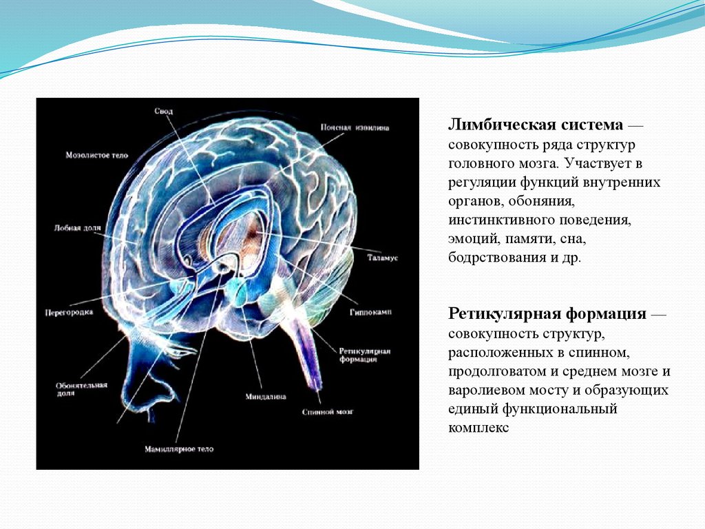 Лимбическая структура мозга. Лимбическая система головного мозга. Лимбический мозг человека. Лимбическая система структуры. Лимбическая система мозга функции.