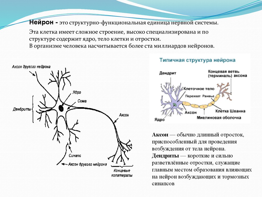 Короткие аксоны сильно ветвятся. Нервная система строение нейрона. Строение отростков нейрона. Нейрон структурная и функциональная единица нервной системы. Структурно-функциональной единицы нервной системы (нейрона).