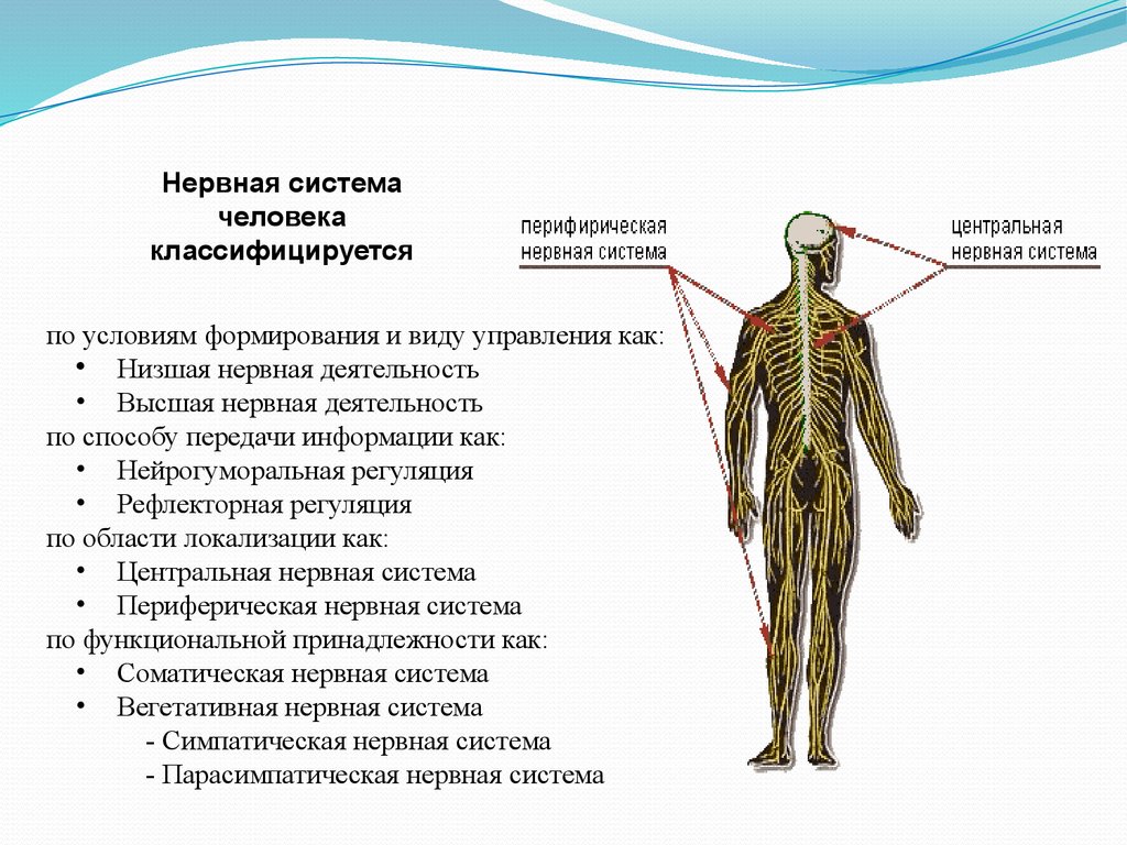 Какую роль играет нервная. Высшая и Низшая нервная деятельность. Нервная система человека. Низшая нервная деятельность. Типы нервной системы.