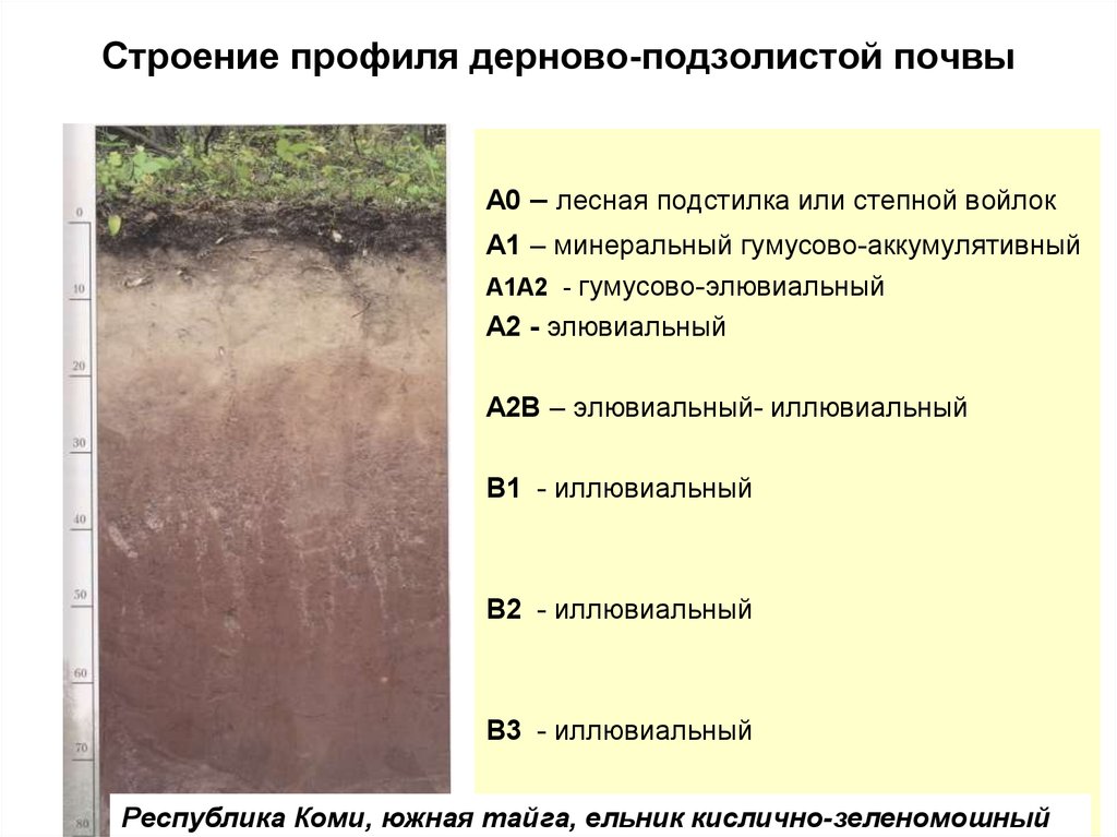 Подзолистый тип почв характеристика. Структура дерново-подзолистых почв. Дерново-подзолистые почвы профиль. Строение почвы. Почвенный профиль дерново-подзолистая почва. Строение дерново-подзолистых почв.