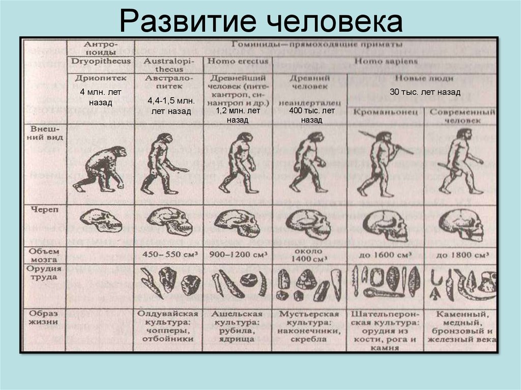 Схема эволюции человека 5 класс биология