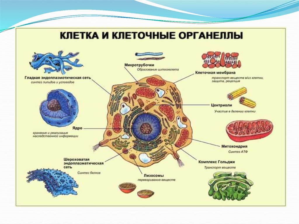 Строение и функции клетки эволюция клетки