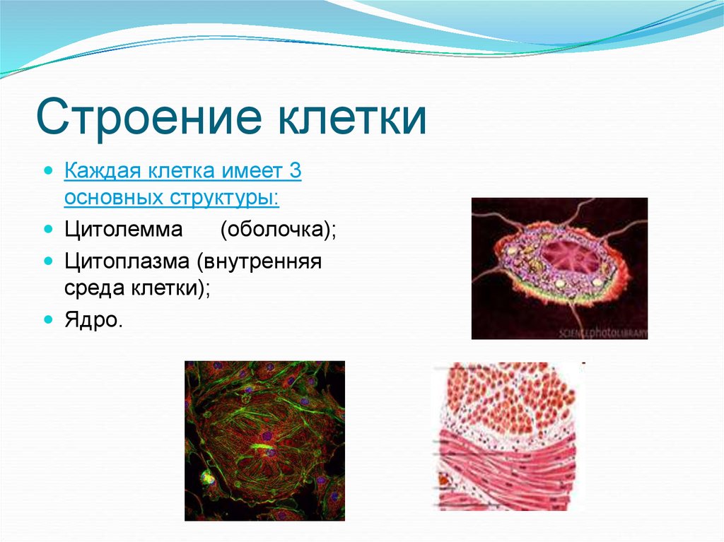 Строение и функции клетки эволюция клетки