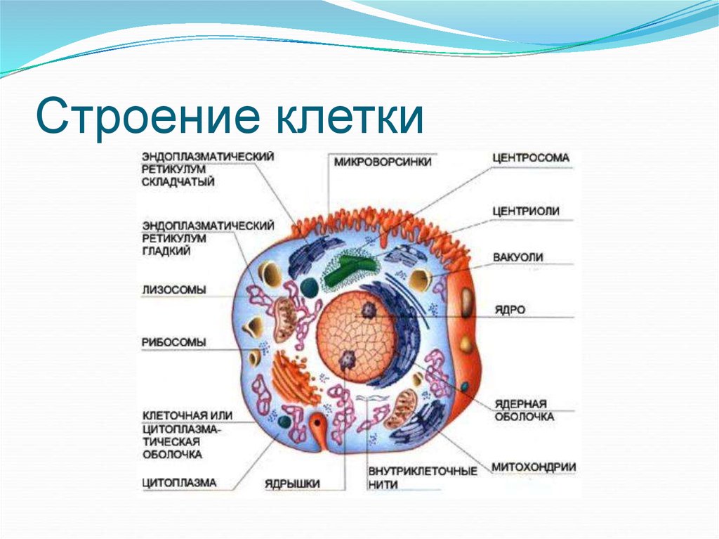 Состав и функции органоидов. Состав структура функции клетки. Строение и функции основных частей клетки. Клетка ее строение и состав функции клетки. Животная клетка строение и функции органоидов.
