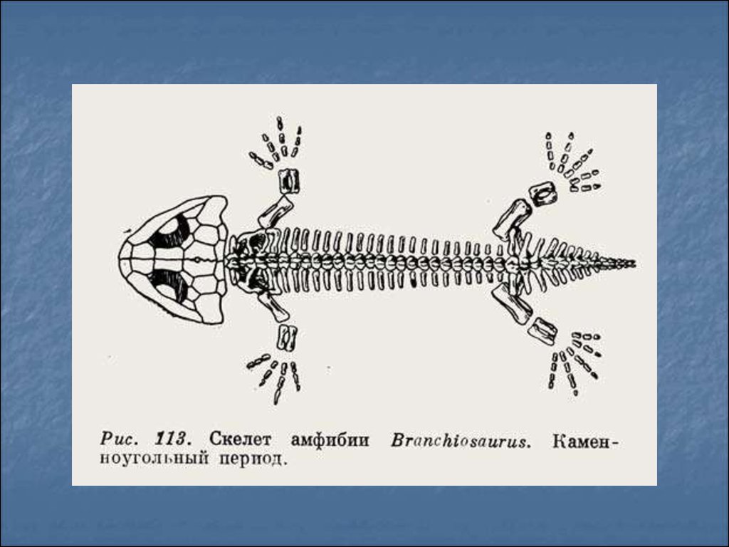 Признаки скелета земноводных