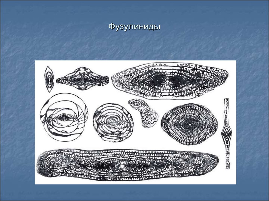 Организм род. Фораминиферы фузулиниды. Фузулиниды окаменелости. Фузулиниды карбон. Фораминиферы отряд ФУЗУЛИНИДА Возраст.