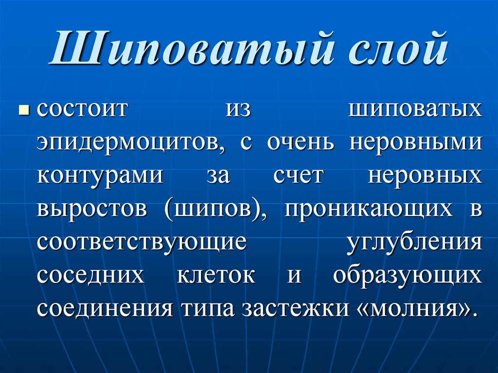 Слоев состоит. Шиповатый слой. Шиповатый слой функции. Шиповатый слой кожи функции. Шиповидный слой функции.