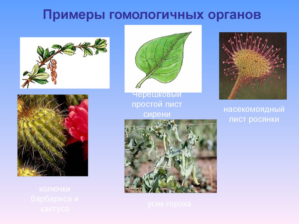 Органы гомологичные усики гороха. Ловчие листья росянки и колючки барбариса. Гомологические органы растений. Примеры гомологических органов. Гомологичные органы примеры.